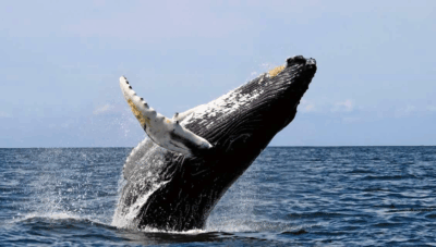 Avistamiento-Ballenas-Jorobadas-en-Panama-2
