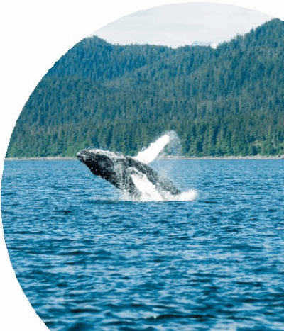 CANADÁ CON BALLENAS AL COMPLETO